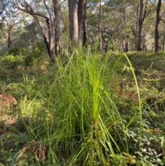 Gahnia clarkei (Tall Saw Sedge) at Jervis Bay, JBT - 15 Dec 2023 by Tapirlord