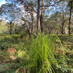 Gahnia clarkei at Booderee National Park - 15 Dec 2023 06:07 PM