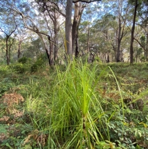 Gahnia clarkei at Booderee National Park - 15 Dec 2023 06:07 PM