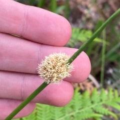 Ficinia nodosa (Knobby Club-rush) at Jervis Bay, JBT - 15 Dec 2023 by Tapirlord