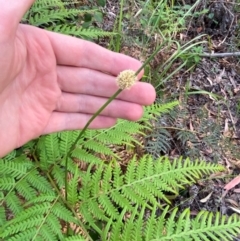 Ficinia nodosa at Booderee National Park1 - 15 Dec 2023