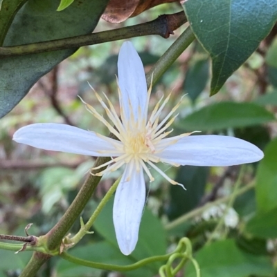 Clematis aristata (Mountain Clematis) at Jervis Bay, JBT - 15 Dec 2023 by Tapirlord