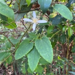 Clematis aristata at Booderee National Park1 - 15 Dec 2023