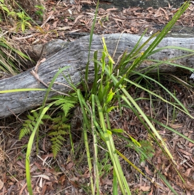 Lomandra longifolia (Spiny-headed Mat-rush, Honey Reed) at Jervis Bay, JBT - 15 Dec 2023 by Tapirlord