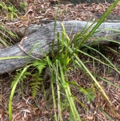 Lomandra longifolia at Booderee National Park1 - 15 Dec 2023