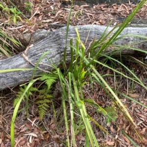 Lomandra longifolia at Booderee National Park1 - 15 Dec 2023 06:06 PM