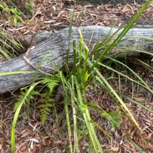 Lomandra longifolia at Booderee National Park1 - 15 Dec 2023