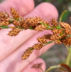 Baloskion tetraphyllum subsp. meiostachyum (Plume Rush, Australian Reed) at Jervis Bay, JBT - 15 Dec 2023 by Tapirlord