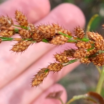 Baloskion tetraphyllum subsp. meiostachyum (Plume Rush, Australian Reed) at Jervis Bay, JBT - 15 Dec 2023 by Tapirlord