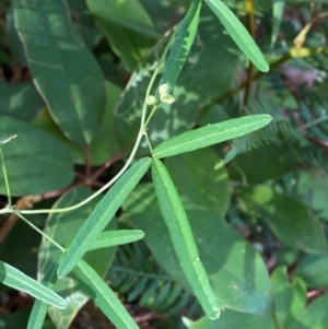 Glycine clandestina at Booderee National Park - 15 Dec 2023