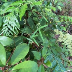 Glycine clandestina at Booderee National Park - 15 Dec 2023 06:05 PM