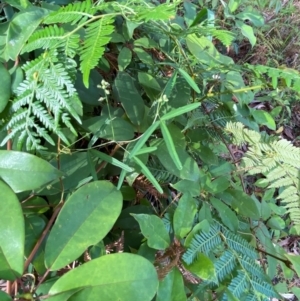 Glycine clandestina at Booderee National Park - 15 Dec 2023 06:05 PM