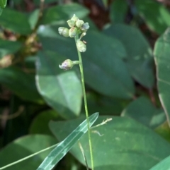 Glycine clandestina at Booderee National Park - 15 Dec 2023