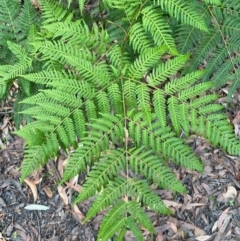 Pteridium esculentum (Bracken) at Jervis Bay, JBT - 15 Dec 2023 by Tapirlord