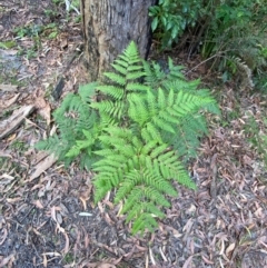 Pteridium esculentum at Booderee National Park1 - 15 Dec 2023