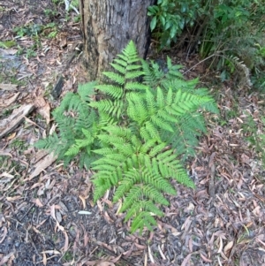 Pteridium esculentum at Booderee National Park1 - 15 Dec 2023