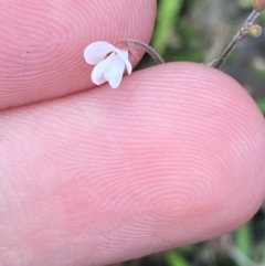 Pullenia gunnii (A Tick-Trefoil) at Jervis Bay, JBT - 15 Dec 2023 by Tapirlord