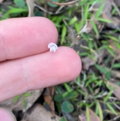 Pullenia gunnii at Booderee National Park - 15 Dec 2023 06:04 PM