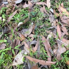 Pullenia gunnii at Booderee National Park - 15 Dec 2023 06:04 PM
