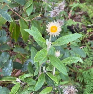 Coronidium elatum subsp. elatum at Booderee National Park - 15 Dec 2023