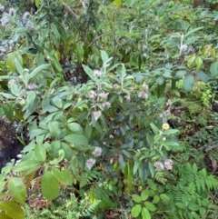 Coronidium elatum subsp. elatum at Booderee National Park - 15 Dec 2023