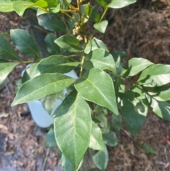 Synoum glandulosum subsp. glandulosum (Scentless Rosewood) at Jervis Bay, JBT - 15 Dec 2023 by Tapirlord