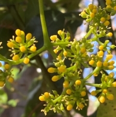 Cissus hypoglauca (Giant Water Vine) at Booderee National Park1 - 15 Dec 2023 by Tapirlord