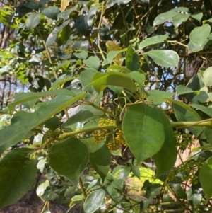 Cissus hypoglauca at Booderee National Park - 15 Dec 2023