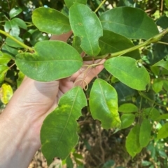 Cissus hypoglauca at Booderee National Park - 15 Dec 2023