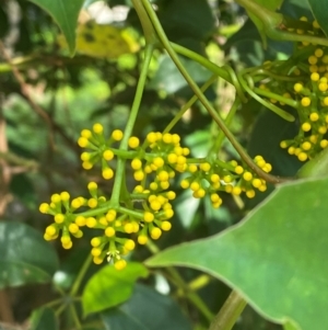 Cissus hypoglauca at Booderee National Park - 15 Dec 2023