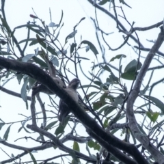 Melithreptus brevirostris (Brown-headed Honeyeater) at Bundanoon, NSW - 10 Jan 2024 by Aussiegall