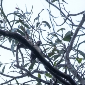 Melithreptus brevirostris at Bundanoon - 11 Jan 2024