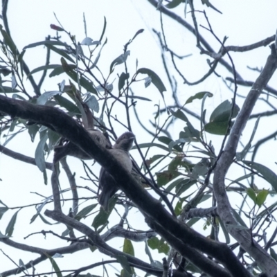 Melithreptus brevirostris (Brown-headed Honeyeater) at Bundanoon - 10 Jan 2024 by Aussiegall