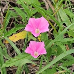 Convolvulus angustissimus subsp. angustissimus (Australian Bindweed) at The Pinnacle - 16 Jan 2024 by sangio7