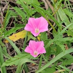 Convolvulus angustissimus subsp. angustissimus (Australian Bindweed) at The Pinnacle - 15 Jan 2024 by sangio7