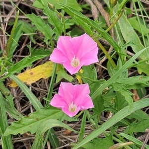 Convolvulus angustissimus subsp. angustissimus at The Pinnacle - 16 Jan 2024 09:15 AM