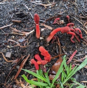 Phallus rubicundus at Spence, ACT - 17 Jan 2024