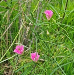 Convolvulus angustissimus subsp. angustissimus (Australian Bindweed) at The Pinnacle - 15 Jan 2024 by sangio7