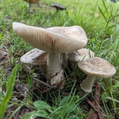 Amanita sp. (Amanita sp.) at Holder, ACT - 14 Jan 2024 by Miranda