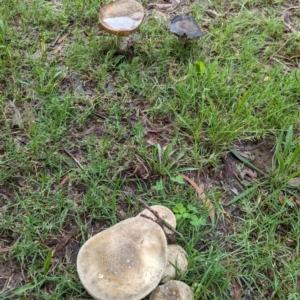 Amanita sp. at Holder, ACT - 15 Jan 2024