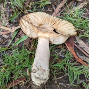 Amanita sp. at Holder, ACT - 15 Jan 2024