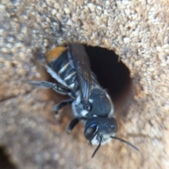 Megachile ferox (Resin bee) at Holder, ACT - 11 Jan 2024 by Miranda