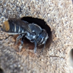 Megachile ferox at Holder, ACT - 11 Jan 2024 05:21 PM