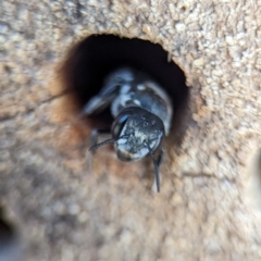 Megachile ferox at Holder, ACT - 11 Jan 2024