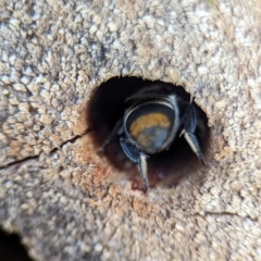 Megachile ferox at Holder, ACT - 11 Jan 2024