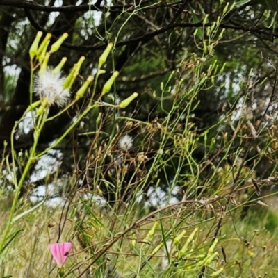 Senecio quadridentatus (Cotton Fireweed) at The Pinnacle - 16 Jan 2024 by sangio7