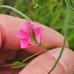 Helicoverpa (genus) (A bollworm) at Whitlam, ACT - 15 Jan 2024 by sangio7