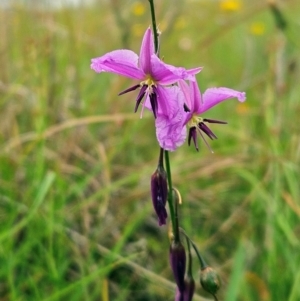 Arthropodium fimbriatum at The Pinnacle - 16 Jan 2024