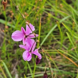 Arthropodium fimbriatum at The Pinnacle - 16 Jan 2024 11:20 AM