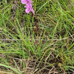 Arthropodium fimbriatum at The Pinnacle - 16 Jan 2024 11:20 AM